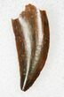 Good Quality Raptor Tooth From Morocco - #18912-1